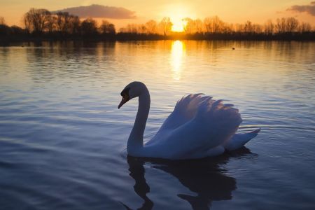 Swan on Lake